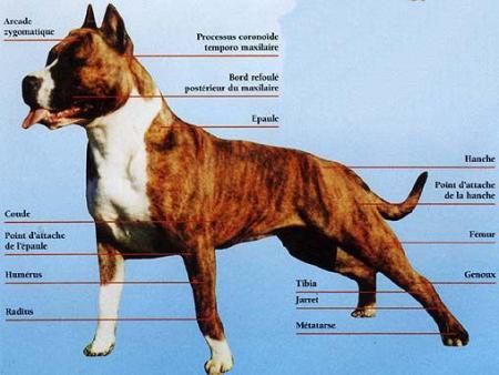 forma pitboull